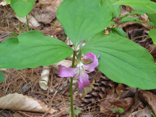 Catesby's Trillium