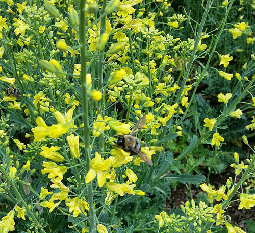 bee in community garden 2-500 px